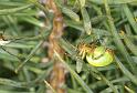 Araniella_cucurbitina_D2978_Z_80_NP De Hoge Veluwe_Nederland